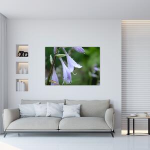 Obrazy kvetiny (Obraz 60x40cm)