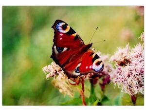 Motýľ - obraz (Obraz 60x40cm)