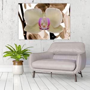 Orchidea - obraz (Obraz 60x40cm)