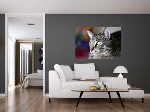 Mačka - obraz (Obraz 60x40cm)