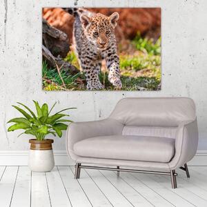 Mláďa leoparda - obraz do bytu (Obraz 60x40cm)