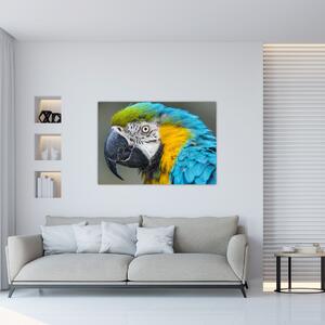 Papagáj - obraz (Obraz 60x40cm)