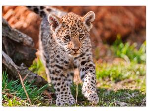 Mláďa leoparda - obraz do bytu (Obraz 60x40cm)