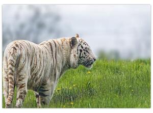 Tiger - obraz (Obraz 60x40cm)