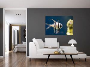 Ryba - obraz (Obraz 60x40cm)