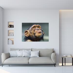 Opica - obrazy (Obraz 60x40cm)