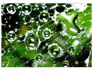 Kvapky vody - obrazy (Obraz 60x40cm)