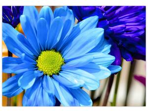 Modrá chryzantéma - obrazy (Obraz 60x40cm)
