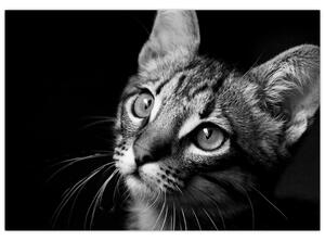 Obraz mačky (Obraz 60x40cm)
