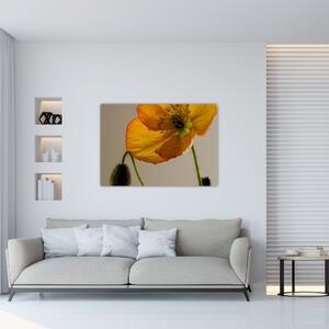 Žltý kvet - obraz (Obraz 60x40cm)