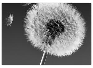 Odkvitnutá púpava - obraz kvetín (Obraz 60x40cm)