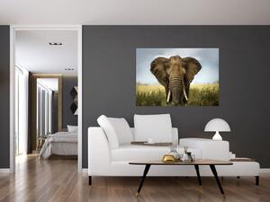 Slon - obraz (Obraz 60x40cm)