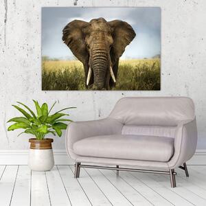 Slon - obraz (Obraz 60x40cm)