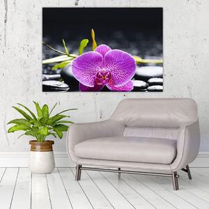 Kvet orchidey - obraz (Obraz 60x40cm)