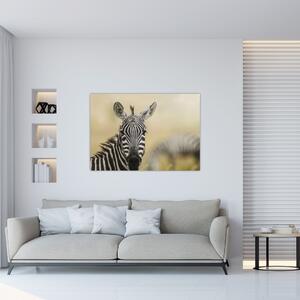 Zebra - obraz (Obraz 60x40cm)