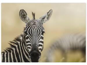 Zebra - obraz (Obraz 60x40cm)