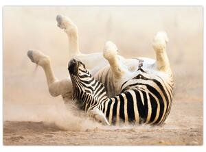 Obraz zebry (Obraz 60x40cm)