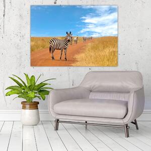 Zebra na ceste - obraz (Obraz 60x40cm)