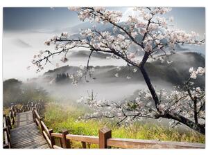 Sakura - obraz (Obraz 60x40cm)