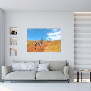 Zebra na ceste - obraz (Obraz 60x40cm)