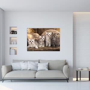 Mačiatka - obraz (Obraz 60x40cm)