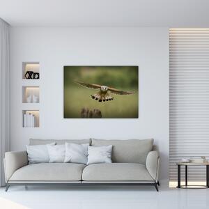 Orel - obraz (Obraz 60x40cm)