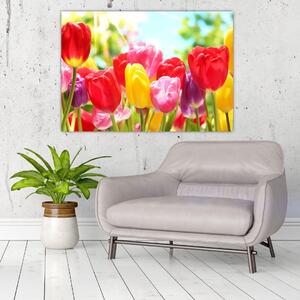 Tulipány - obraz (Obraz 60x40cm)