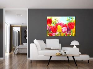 Tulipány - obraz (Obraz 60x40cm)