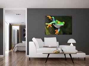 Žaba - obraz (Obraz 60x40cm)