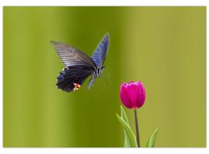 Motýľ - obraz (Obraz 60x40cm)