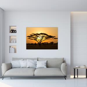 Fotka stromu - obraz (Obraz 60x40cm)