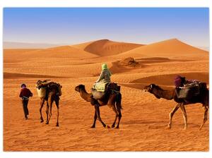 Ťavy v púšti - obraz (Obraz 60x40cm)