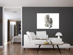 Tiger biely - obraz (Obraz 60x40cm)