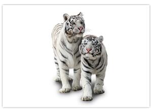 Tiger biely - obraz (Obraz 60x40cm)