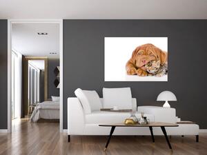 Šteňa a mačiatko - obraz (Obraz 60x40cm)