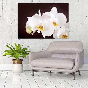 Orchidea - obraz (Obraz 60x40cm)