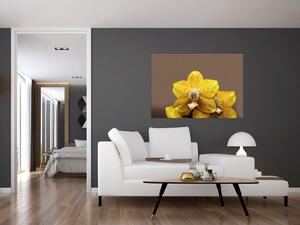 Žltá orchidea - obraz (Obraz 60x40cm)
