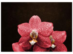 Ružová orchidea - obraz (Obraz 60x40cm)
