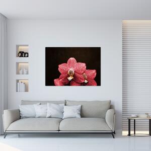 Ružová orchidea - obraz (Obraz 60x40cm)
