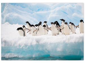 Tučniaci - obraz (Obraz 60x40cm)