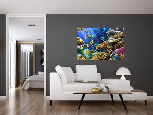 Podmorský svet - obraz (Obraz 60x40cm)
