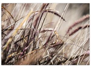 Obraz pšenica (Obraz 60x40cm)