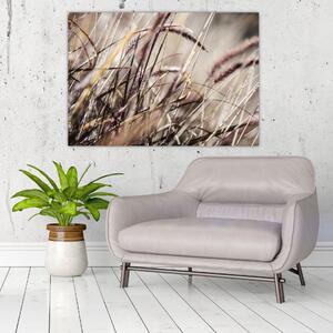 Obraz pšenica (Obraz 60x40cm)