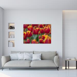 Tulipánové polia - obraz (Obraz 60x40cm)