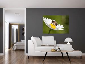 Včela na sedmokráske - obraz (Obraz 60x40cm)