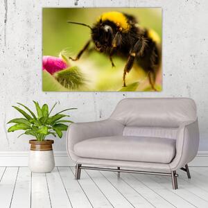 Včela - obraz (Obraz 60x40cm)