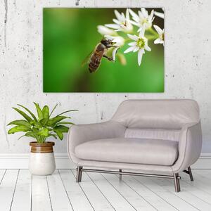 Fotka včely - obraz (Obraz 60x40cm)