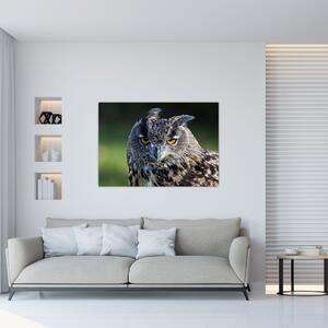 Sova - obraz (Obraz 60x40cm)