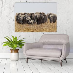 Stádo slonov - obraz (Obraz 60x40cm)