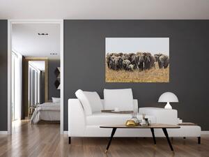 Stádo slonov - obraz (Obraz 60x40cm)